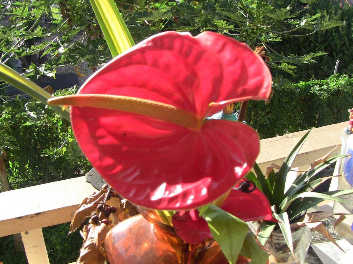 Kona Hawaii Guest House A Unique Hawaii Experience Keauhou Екстер'єр фото