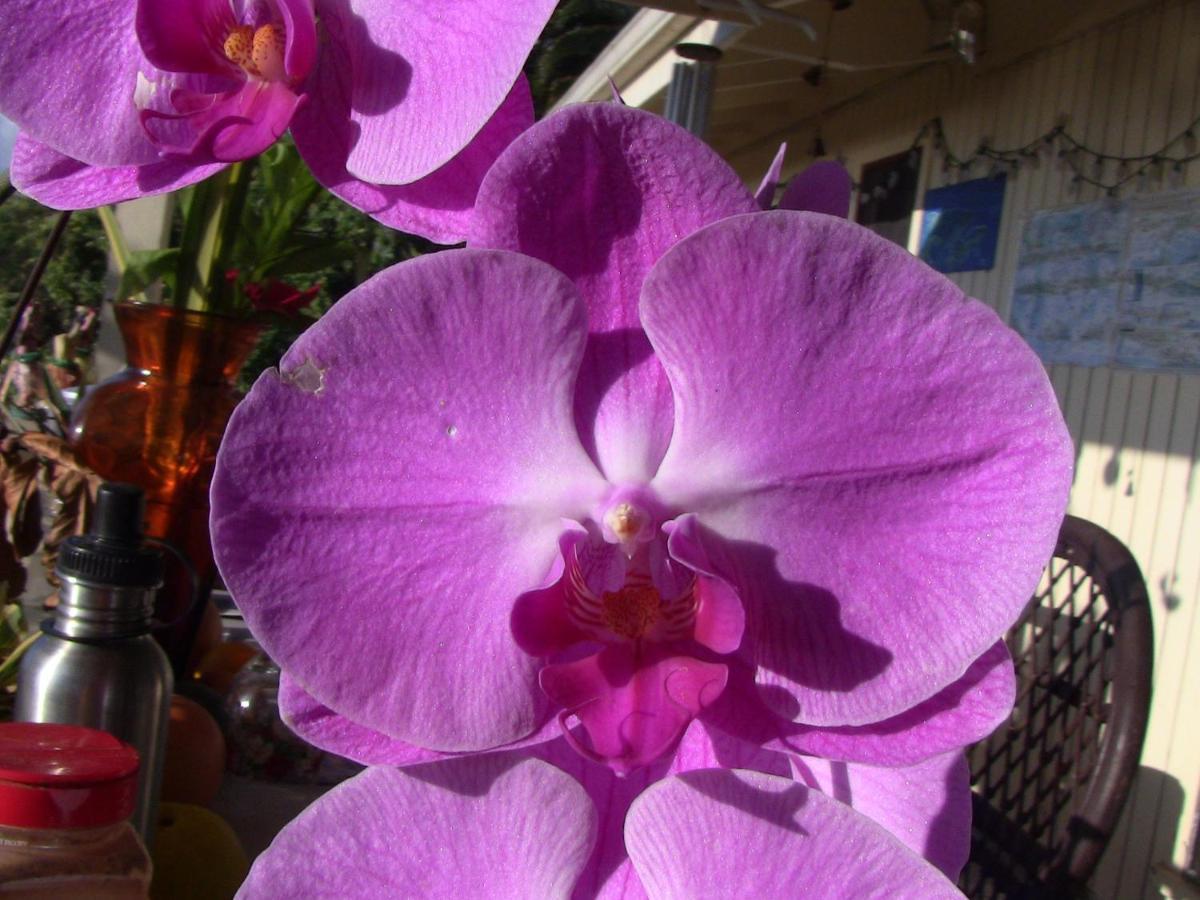 Kona Hawaii Guest House A Unique Hawaii Experience Keauhou Екстер'єр фото